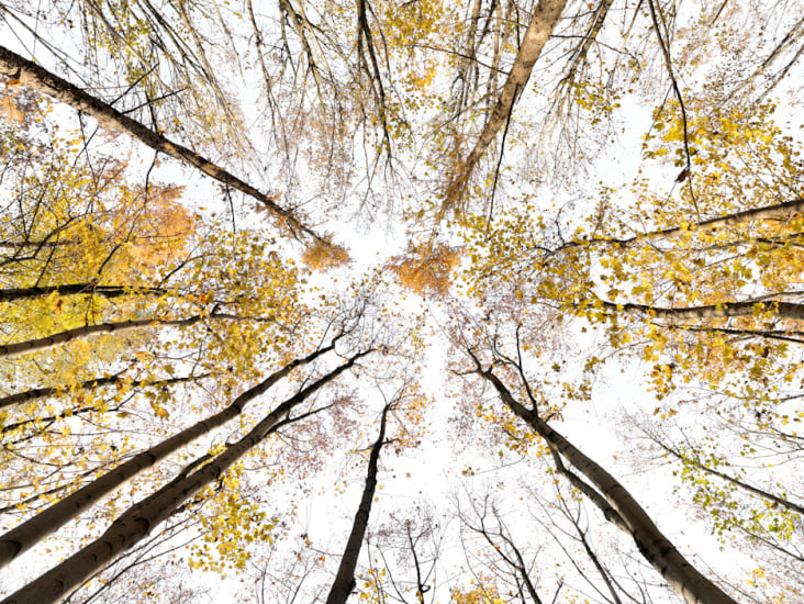 Giant Trees XI *