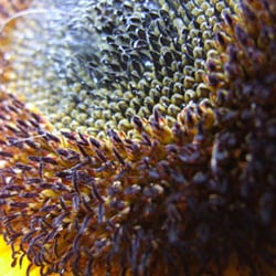 DSCF1666