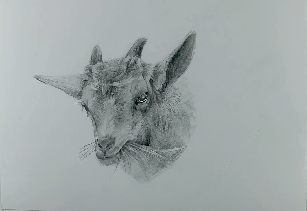 Drawing a Goat 