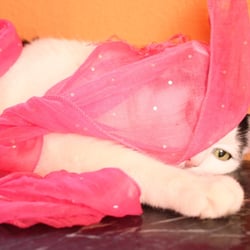 Bastet the Cat 8