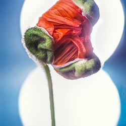 ROSEN MOHN TULPEN 047