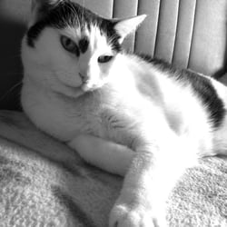 Bastet