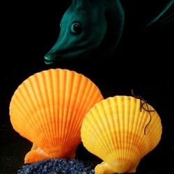 Chlamys Australis