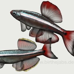 Kardinalfische, zoologische Illustration