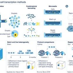 Single Cell Transcription