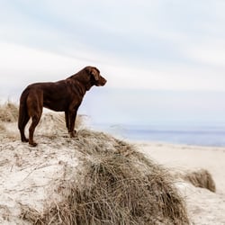 Strandshooting