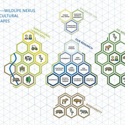 Infografik – Human—Wildlife Nexus 5