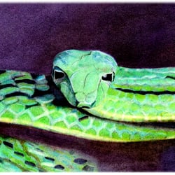 Cobra