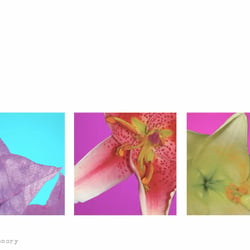 Blumen-Memory, Teil des Vordiploms (CD für einen Kindergarten)