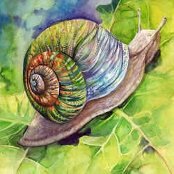 Schnecke