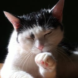 Bastet the Cat 2012 No. 28