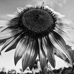 Sonnenblume sw