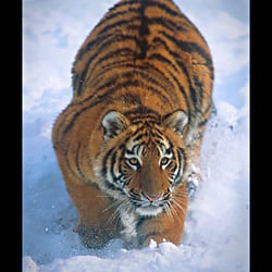 Sibirischer Tiger