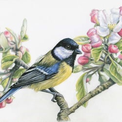 Kohlmeise und Apfelblüte