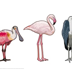 Vögel I (Vektor)