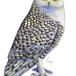 snowy-owl-final