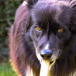Bordercollie