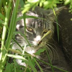 Cats Photography 2012 No. 02