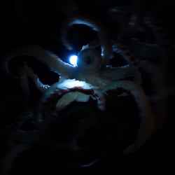 «Rocktopus Billy» ist noch in Arbeit …