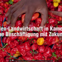 Familien-Landwirtschaft in Kamerun | eine Beschäftigung mit Zukunft