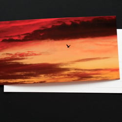 blackbird
