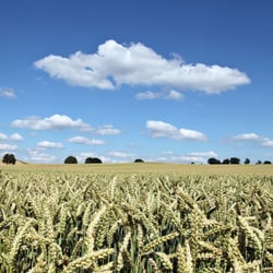 Kornfeld im Sommer