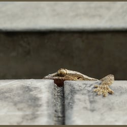 2020−08−28  Kuala Lumpur Gecko 02