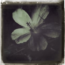 # Just Flowers #