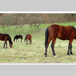 Esref Yilmaz/Fotografie: Tiere