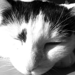 Bastet in Black and White No. 02