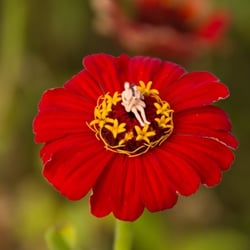 5—Sexy Flowers