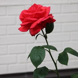 Natur 2012 Blumen Rose