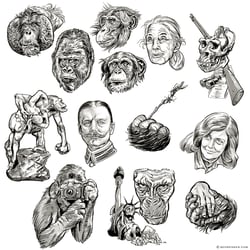 Gorilla (Sachbuch) Beispielillustrationen
