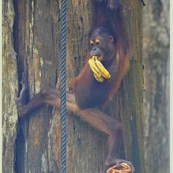 2019−03−27  Sepilok Borneo Orang Utan 02