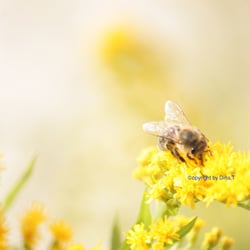 Natur – 2014 Foto Übungen