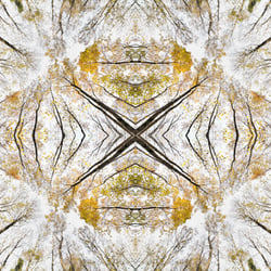 Giant Trees XVI – Kaleidoskop 1