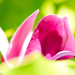 Blumenbild (57 von 60)