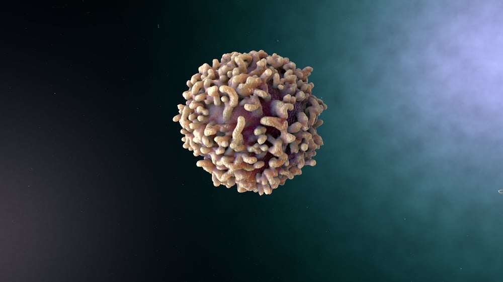 B-Lymphozyte
