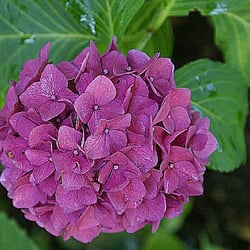 Lila Hortensie