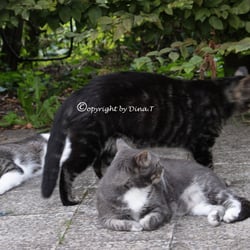 CAT   AUG 2014