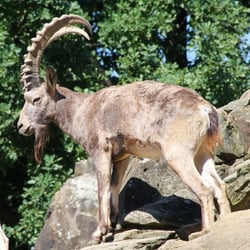 Steinbock