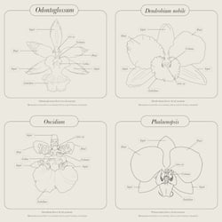 Orchideen Digital Illustration