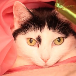 Bastet the Cat 2012 Teil 04