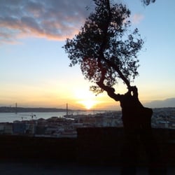 Olivenbaum in Lissabon