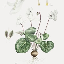Cyclamen persicum var.unknown – Victoria Beyer