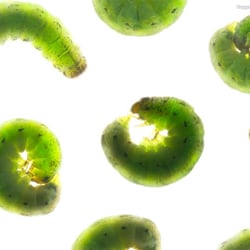 mamestra brassicae