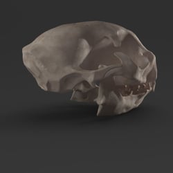 catSkull.43