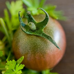 Tomate