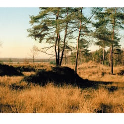 Die Heide lebt
