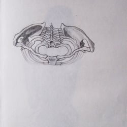 Chest(Superior)